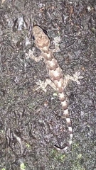 Hemidactylus mabouia