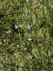 Lobelia angulata