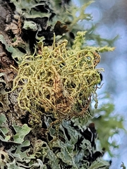 Evernia mesomorpha