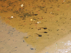 Pelodryadidae
