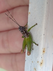 Lagarolampis amazonica