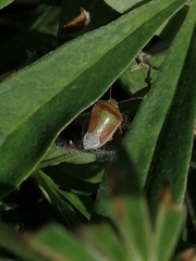 Piezodorus lituratus