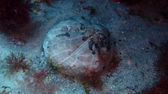 Spatangoida