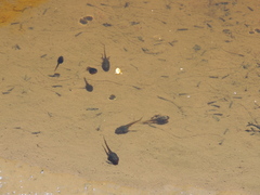 Pelodryadidae
