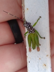 Lagarolampis amazonica