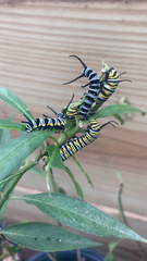 Danaus