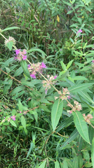 Decodon verticillatus