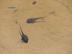Pelodryadidae