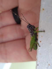 Lagarolampis amazonica