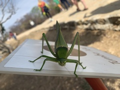 Stilpnochlora azteca