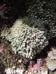 Leucobryum javense