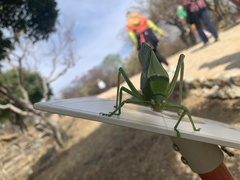 Stilpnochlora azteca