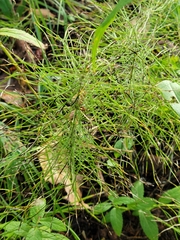 Equisetum arvense