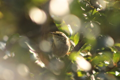 Phylloscopus proregulus