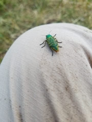 Buprestis confluenta