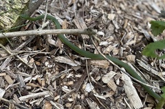 Opheodrys vernalis