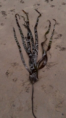 Laminaria digitata