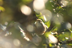 Phylloscopus proregulus