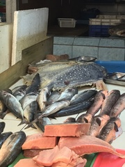 Lampris australensis