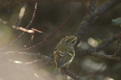 Phylloscopus proregulus