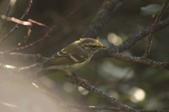 Phylloscopus proregulus