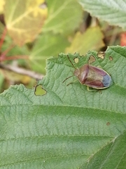 Piezodorus lituratus