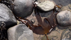 Laminaria digitata