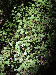 Nothofagus fusca