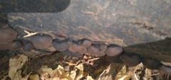 Daldinia childiae