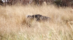 Syncerus caffer caffer