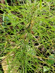 Equisetum arvense