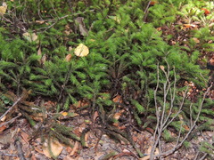 Dendroligotrichum tongariroense