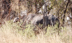 Syncerus caffer caffer