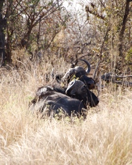 Syncerus caffer caffer