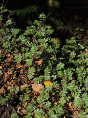 Acaena anserinifolia
