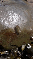 Lepidochitona cinerea