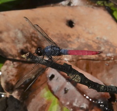 Orthetrum schneideri