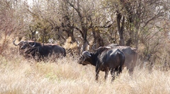 Syncerus caffer caffer