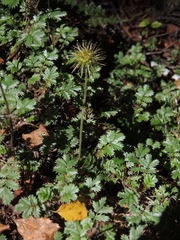 Acaena anserinifolia