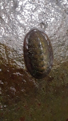 Lepidochitona cinerea