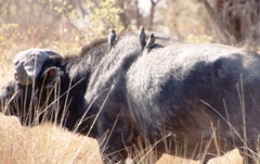 Syncerus caffer caffer