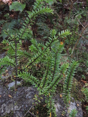 Veronica vernicosa