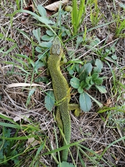 Lacerta bilineata