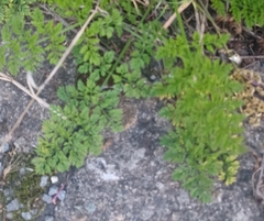 Anthriscus sylvestris