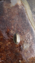 Lepidochitona cinerea