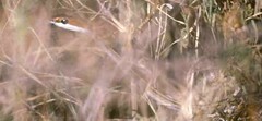 Psammophis punctulatus