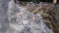 Lithophyllum incrustans