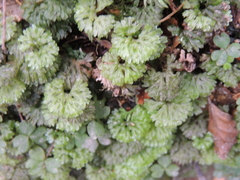 Hymenophyton flabellatum
