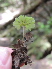 Hymenophyton flabellatum