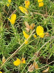 Ulex